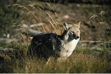 树屋直播展示任天堂Switch 2《欢迎之旅》游戏画面